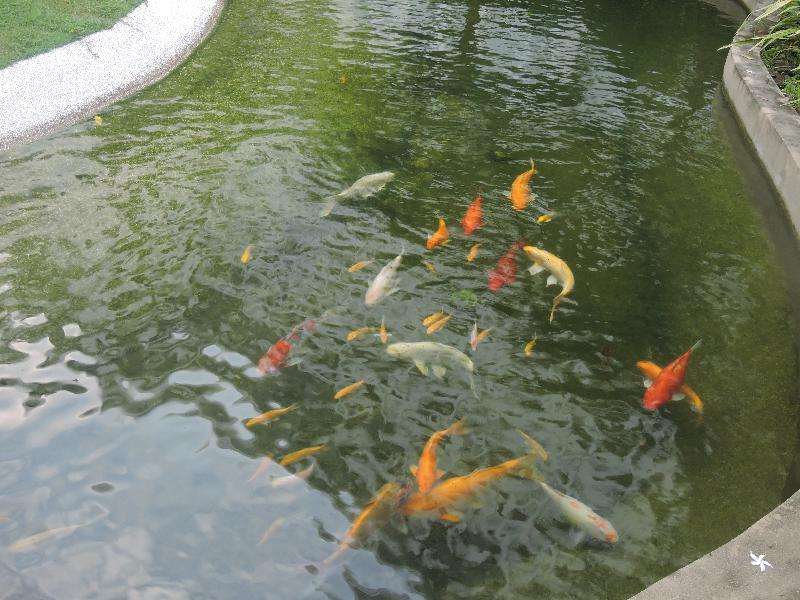 더 노탐 올 스위트 페낭 조지타운 외부 사진 Koi in a pond