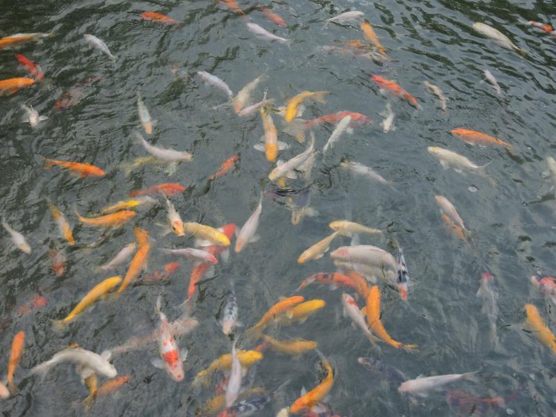 더 노탐 올 스위트 페낭 조지타운 외부 사진 Goldfish